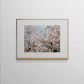 吳金燦 Leo Wu|022 sakura 櫻 吳金燦 Leo Wu|022 sakura 櫻