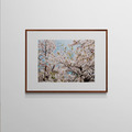吳金燦 Leo Wu|022 sakura 櫻_3 吳金燦 Leo Wu|022 sakura 櫻_3