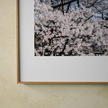吳金燦 Leo Wu|024 sakura 櫻_10 吳金燦 Leo Wu|024 sakura 櫻_10