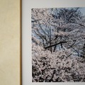 吳金燦 Leo Wu|024 sakura 櫻_11 吳金燦 Leo Wu|024 sakura 櫻_11