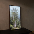 TheTreeProjects|撞到月亮的樹 台灣杉(燈箱)_2 TheTreeProjects|撞到月亮的樹 台灣杉(燈箱)_2