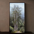 TheTreeProjects|撞到月亮的樹 台灣杉(燈箱)_5 TheTreeProjects|撞到月亮的樹 台灣杉(燈箱)_5
