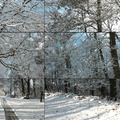 David Hockney|Woldgate Woods, Winter, 2010_1 David Hockney|Woldgate Woods, Winter, 2010_1