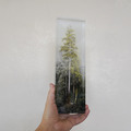 theTreePorjects|台灣巨木 - 森林紙鎮_1 theTreePorjects|台灣巨木 - 森林紙鎮_1