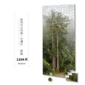 拼圖|撞到月亮的樹-台灣杉_4 拼圖|撞到月亮的樹-台灣杉_4