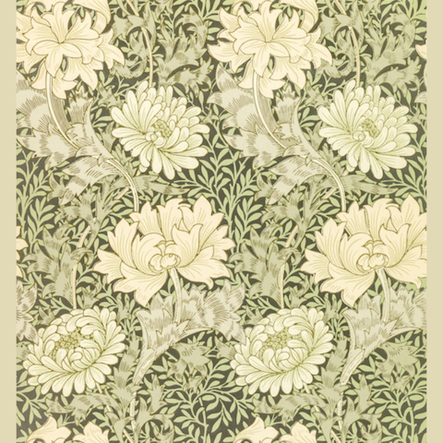 7. 菊花 Chrysanthemum