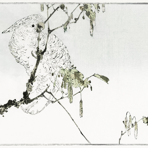 白鳳頭鸚鵡