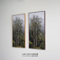 拼圖|撞到月亮的樹-台灣杉_1 拼圖|撞到月亮的樹-台灣杉_1