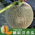 【踏踏青農場】網紋洋香瓜2顆禮盒裝(哈密瓜/橘肉七股香/綠肉美華)-黑貓常溫配送 【踏踏青農場】網紋洋香瓜2顆禮盒裝(哈密瓜/橘肉七股香/綠肉美華)-黑貓常溫配送