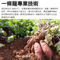 【樂廚】(冷凍)瓜瓜園蒸地瓜500g_1 【樂廚】(冷凍)瓜瓜園蒸地瓜500g_1