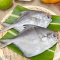 【樂廚】(冷凍) 鮮凍小白鯧約200±5% /包(2尾)_5 【樂廚】(冷凍) 鮮凍小白鯧約200±5% /包(2尾)_5