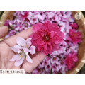 桃花好人緣|花開迎緣_4 桃花好人緣|花開迎緣_4