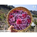 桃花好人緣|花開迎緣_3 桃花好人緣|花開迎緣_3