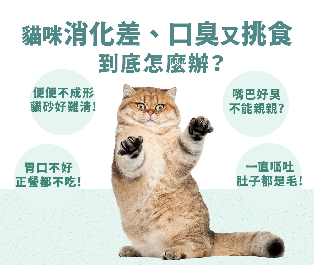 貓咪消化差、軟便、又挑食,怎麼辦?解決貓咪腸胃問題,就靠PetWell沛威貓保健 好胃口來讓貓咪擁有健康腸胃