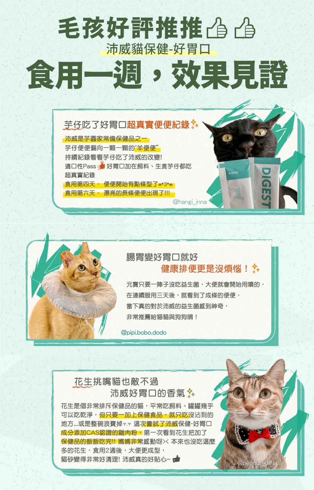 PetWell貓咪保健品真實使用回饋分享圖,共四位飼主分享貓咪使用PetWell保健品後的改善效果,包含挑嘴貓食慾提升、毛便順暢、排便順利、泌尿順暢、異味減少、尿床改善等問題明顯改善。搭配產品實拍圖,包含藍色包裝的Care免疫保健、綠色Digestive腸胃保健、紫色Urinary泌尿保健系列。展現PetWell品牌在貓咪腸胃保健、泌尿保健與食慾提升上的高效與真實評價,適用搜尋:挑嘴貓保健品、貓咪尿尿問題、毛孩食用心得、PetWell試吃評價。