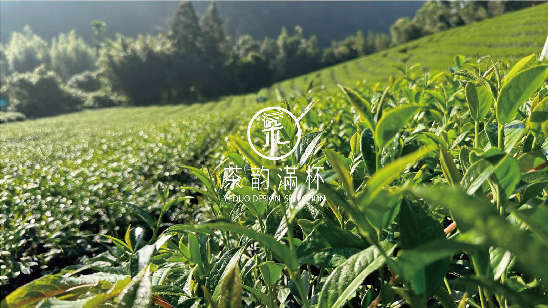 茶韵滿杯 阿里山烏龍茶產地源頭與葉朵YEDUO品牌
