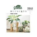 PLUSthegreen 日本環保花盆-羽衣甘藍_8 PLUSthegreen 日本環保花盆-羽衣甘藍_8