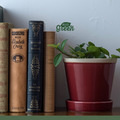 【POSH LIVING】Glossy Pot 冰裂感花盆陶盆- 酒紅色_2 【POSH LIVING】Glossy Pot 冰裂感花盆陶盆- 酒紅色_2