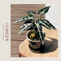 【POSH LIVING】Glossy Pot 冰裂感花盆陶盆- 香檳色_1 【POSH LIVING】Glossy Pot 冰裂感花盆陶盆- 香檳色_1