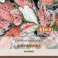 彩葉芋植物專用土-1.5L 彩葉芋植物專用土-1.5L