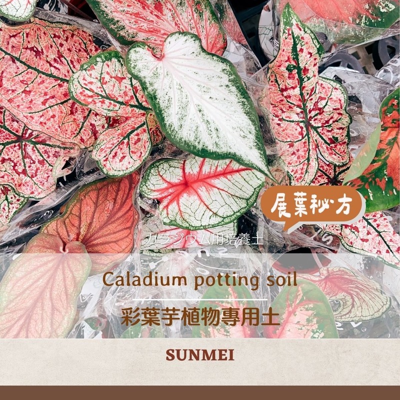 彩葉芋植物專用土-2.5L 彩葉芋植物專用土-2.5L