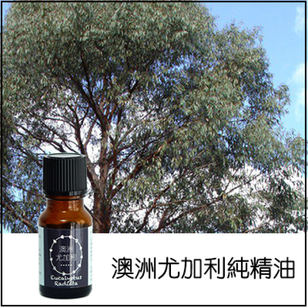 澳洲尤加利純精油 澳洲尤加利純精油