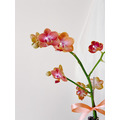 【新年祝賀盆花】蘭花盆栽祝賀開幕鮮花盆花_3 【新年祝賀盆花】蘭花盆栽祝賀開幕鮮花盆花_3