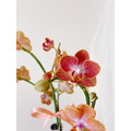 【新年祝賀盆花】蘭花盆栽祝賀開幕鮮花盆花_4 【新年祝賀盆花】蘭花盆栽祝賀開幕鮮花盆花_4