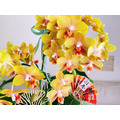 【新年祝賀盆花】蘭花盆栽祝賀開幕鮮花盆花_6 【新年祝賀盆花】蘭花盆栽祝賀開幕鮮花盆花_6