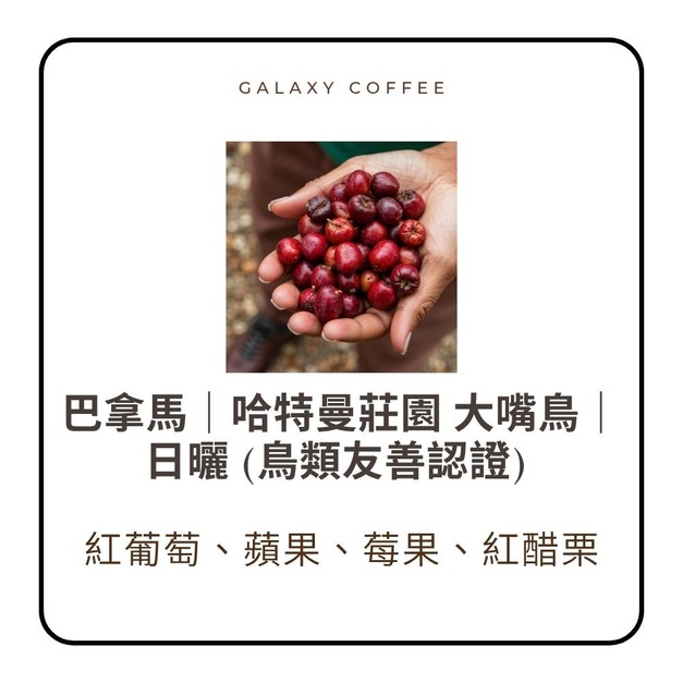 ★新豆上架★【淺焙】巴拿馬|哈特曼莊園 大嘴鳥|日曬 (鳥類友善認證) ★新豆上架★【淺焙】巴拿馬|哈特曼莊園 大嘴鳥|日曬 (鳥類友善認證)