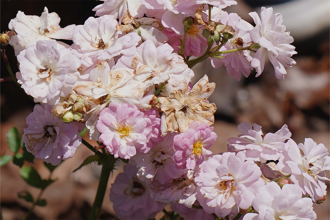填圖片名稱有助SEO