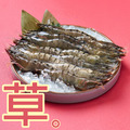草蝦 M號 草蝦 M號
