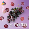【小嘴水果】冷凍巨峰葡萄(60g/包_專利電磁保鮮技術)_1 【小嘴水果】冷凍巨峰葡萄(60g/包_專利電磁保鮮技術)_1
