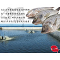 【凍好鮮】台灣鯛魚片(200-250g) 【凍好鮮】台灣鯛魚片(200-250g)