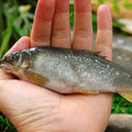 宜蘭母香魚12尾 (920g/盒)*(有卵)*-任選_1 宜蘭母香魚12尾 (920g/盒)*(有卵)*-任選_1
