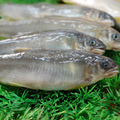 宜蘭母香魚12尾 (920g/盒)*(有卵)*-任選_3 宜蘭母香魚12尾 (920g/盒)*(有卵)*-任選_3