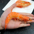 手掌大|蝦王|21/25熟白蝦X1盒(1.1kg/盒/約25尾)-免運_1 手掌大|蝦王|21/25熟白蝦X1盒(1.1kg/盒/約25尾)-免運_1