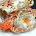 生凍母花蟹 x2隻(200-250g/隻)*斯里蘭卡*_任選_4 生凍母花蟹 x2隻(200-250g/隻)*斯里蘭卡*_任選_4