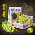 ★會員限定88折★日本空運無籽大麝香葡萄1串(625g/串/禮盒)_1 ★會員限定88折★日本空運無籽大麝香葡萄1串(625g/串/禮盒)_1