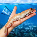 巨無霸10/15規格-澳洲大堡礁野生國王蝦500G(約7尾)-任選_4 巨無霸10/15規格-澳洲大堡礁野生國王蝦500G(約7尾)-任選_4