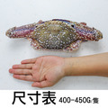 XL斯里蘭卡公花蟹4隻(400UPg/隻)_1 XL斯里蘭卡公花蟹4隻(400UPg/隻)_1