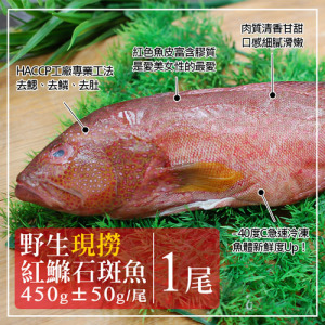 峇里島|紅野生鰷石斑魚450g|任選 峇里島|紅野生鰷石斑魚450g|任選