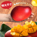 現貨|特大|枋山愛文芒果 5斤|6-8顆/3KG/盒 ◆輸碼現折118_3 現貨|特大|枋山愛文芒果 5斤|6-8顆/3KG/盒 ◆輸碼現折118_3