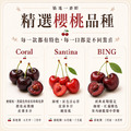 8.5ROW華盛頓櫻桃(規格1kg~1.8kg)|巨無霸 空運美國西北櫻桃禮盒 ◆輸碼現折118_4 8.5ROW華盛頓櫻桃(規格1kg~1.8kg)|巨無霸 空運美國西北櫻桃禮盒 ◆輸碼現折118_4
