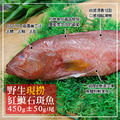 野生紅鰷石斑魚450gX 3 ~ 8條|去鱗/去鰓/去內臟 野生紅鰷石斑魚450gX 3 ~ 8條|去鱗/去鰓/去內臟