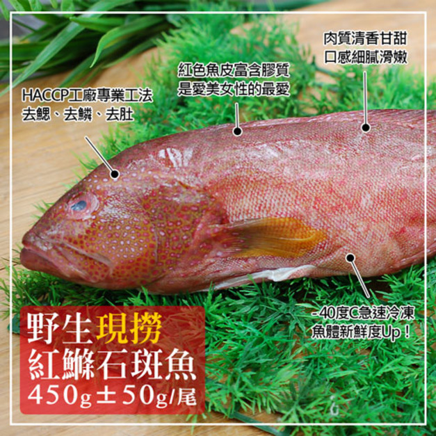 野生紅鰷石斑魚450gX 3 ~ 8條|去鱗/去鰓/去內臟