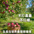 紐西蘭ENVY愛妃蘋果 10KG(30-35顆)X 1箱|脆甜多汁 /不易氧化變色_3 紐西蘭ENVY愛妃蘋果 10KG(30-35顆)X 1箱|脆甜多汁 /不易氧化變色_3