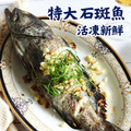 台灣活凍石斑魚(530g/尾) -任選 台灣活凍石斑魚(530g/尾) -任選