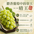 日本晴王葡萄800gX1房 |6房尺寸/禮盒_1 日本晴王葡萄800gX1房 |6房尺寸/禮盒_1
