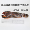 高壓波士頓龍蝦650gX2隻_1 高壓波士頓龍蝦650gX2隻_1